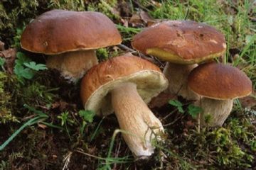 Istituzione giornate divieto raccolta funghi